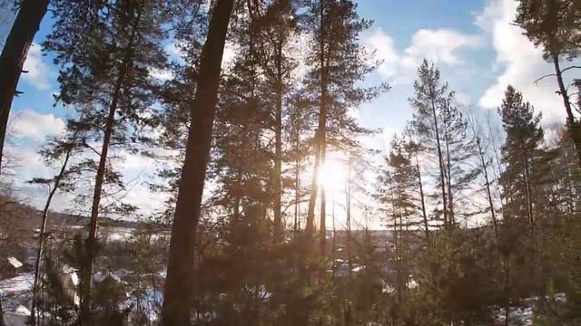 Прогулка на свежем воздухе 5 февраля. Лес, сосны, голубое небо, солнце, река Воря. смотреть онлайн