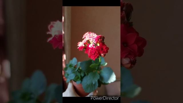 Каланхоэ каландива
