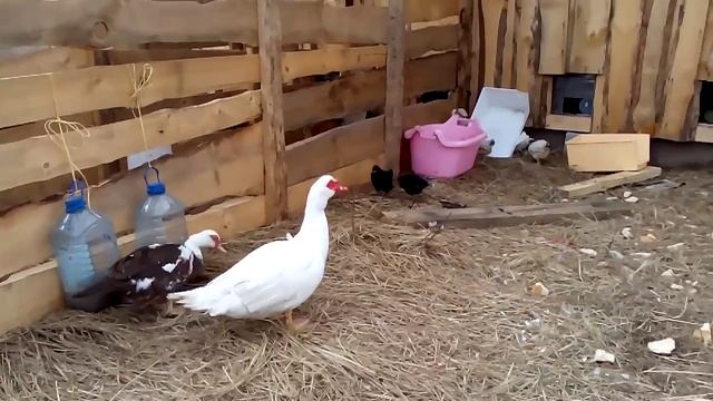 Деревенский прикол.
Как загнать цыплят домой. смотреть онлайн