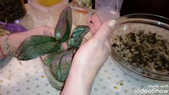 Закрытая Система | Парная Посадка Орхидей | Phal. Diffusion смотреть онлайн