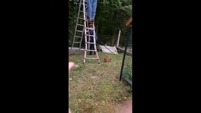 ОРЕШНИК В САДУ смотреть онлайн