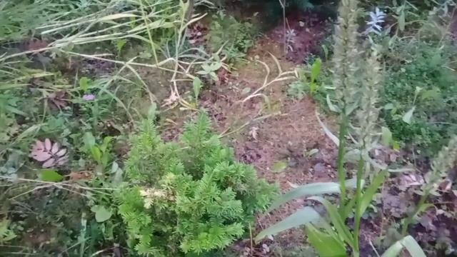 Тис ягодный-хвойное растение? смотреть онлайн