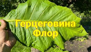 Герцеговина Флор