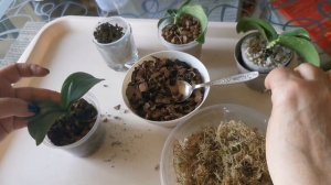 🧪Продолжение эксперимента посадки орхидеи в цеолит🧫 Часть 4.