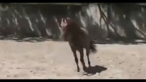 my video8 бык против лошади  Bull against horse