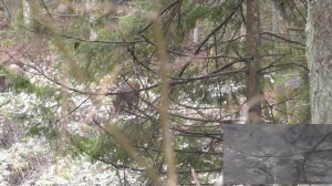 ОХОТА НА КАБАНА. Днем с подхода. Wild boar hunting.