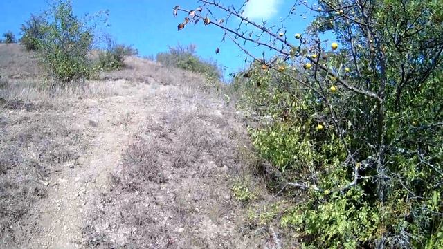 ДИКАЯ ГРУША В КРЫМУ смотреть онлайн