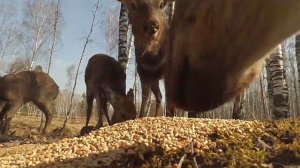 Пятнистые олени.