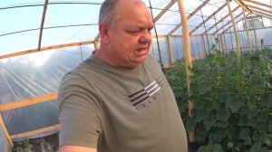 ШПАЛЕРА ДЛЯ ПОМИДОР