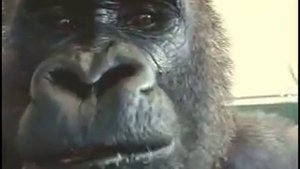 Горилла лопает яблоки