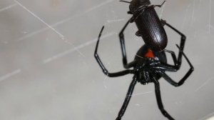 Укус черной вдовы, чтобы стать «Человеком-пауком», нападения на людей