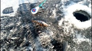 зимняя рыбалка открытие сезона 2016 2017 (полная версия)