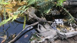 Пятый Континент.Кернс-Порт Дуглас и вся флора и фауна Австралии в одном парке.Сентябрь2018