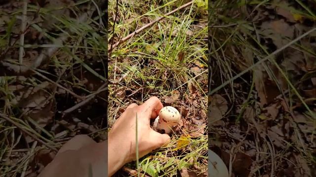 БЕЛЫЕ ГРИБЫ 28.07.23г. МОСКОВСКАЯ ОБЛАСТЬ. #белыегрибы#белые#грибы#июль#лес#дача#лето#деревня#огоро смотреть онлайн