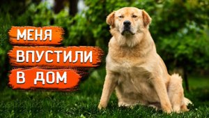 Перс в доме. Джек убежал. Борис устраивает разборки. Обработка кошек. Будни снимались больше месяца.