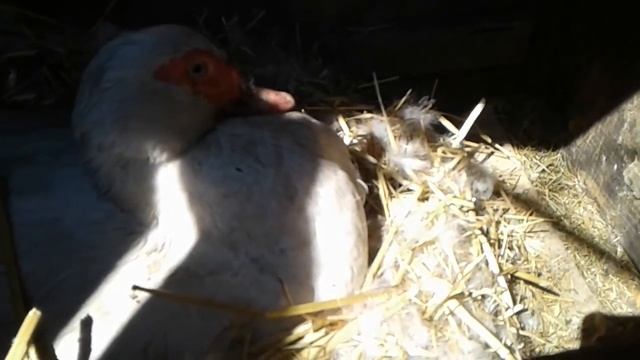 Сколько яиц подкладывать под утку/ Как узнать, что утка собирается насиживать.
