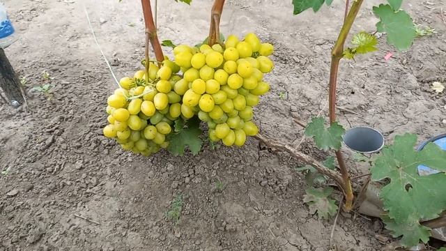 Виноград Дарья 2022 смотреть онлайн