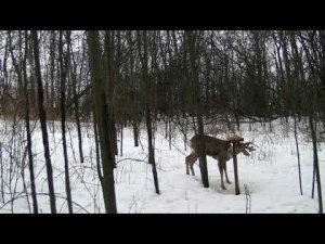 Косули на солонце весной