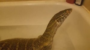 Нападения: Самые страшные и опасные ящерицы и черепахи (рептилии)