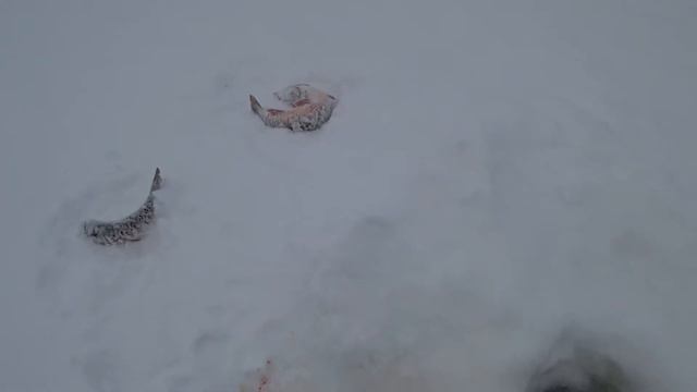 Глухой сезон .Трудовая рыбалка.Голец,форель.