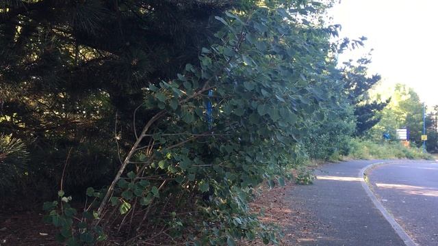 Aspen (Populus tremula) - suckers / young trees - June 2018 смотреть онлайн