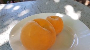 перкоче "Нерине"