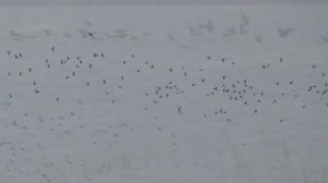 Охота на птицу .  Охотничье хозяйство  "Южный регион"