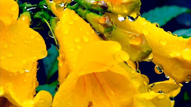 Rameau - Les Indes galantes, Duo - Currentzis смотреть онлайн