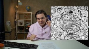 МИТОХОНДРИИ это БАКТЕРИИ