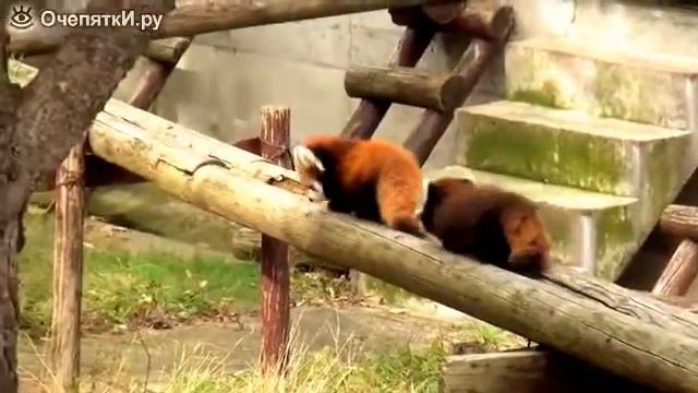 Копия видео "Миленькие красные панды смотреть онлайн