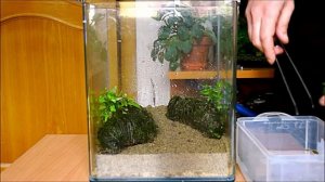 Запуск нано аквариума Dennerle NanoCube 20L с вабикусами