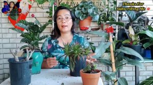 SIGNS OF OVER WATERED PLANTS | ANO ANG GAGAWIN PARA MAIWASAN NEXT TIME | BY #kabayanamor #subscribe