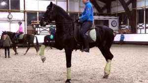 Как научить лошадь делать испанский шаг? Онлайн школа лагеря Эклектика