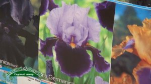 Ирисы сибирский и германский