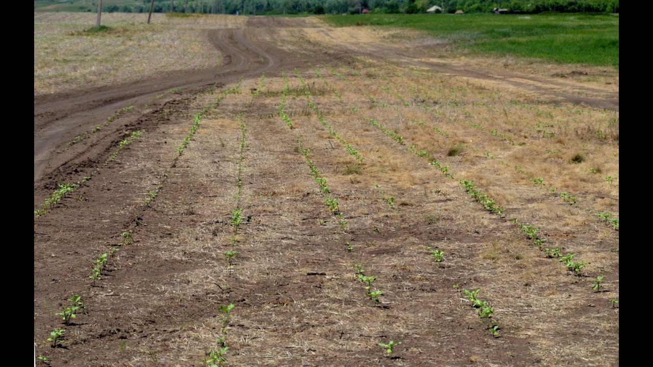 Прямой посев. Прямой посев ноу Тилл. No till технология в сельском хозяйстве.