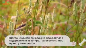 Все о щеглах