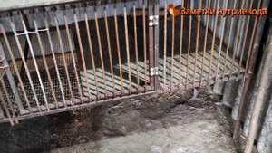 СМОТРИМ МОИХ НУТРИЙ И ПЕРЕДЕЛАННЫЕ КЛЕТКИ.