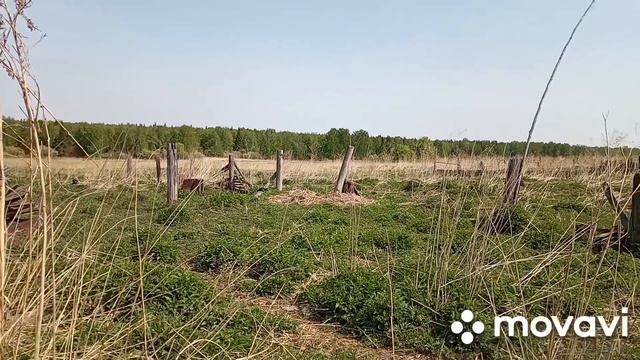 Я не была там более 25 лет. Село Островка, где мы родились//4 июня 2023 г.