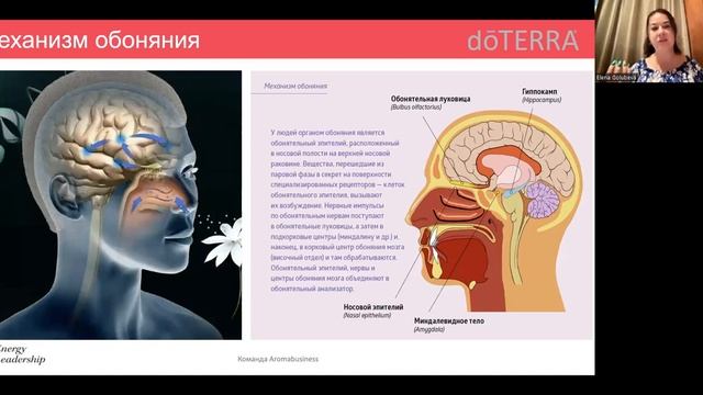 Занятие 1 Эмоциональная Ароматерапия