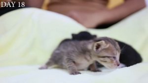 Rescuing the 1 day old newborn abandoned kittens  Caring for kittens growing up from 1- 50 days old