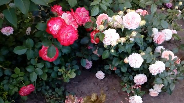 Мы в гостях у свата,его розарий.Отмечаем день рождения моей невестушки. # розы смотреть онлайн