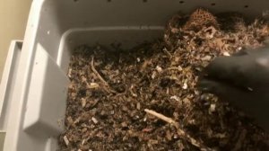 Experimental Worm Bins: Week 15 Update