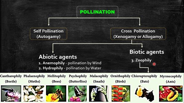 Pollination Part-2 (Agents of Pollination) смотреть онлайн