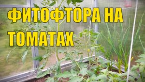 Просто, быстро и надёжное средство от фитофторы на томатах. Обработайте и забудете про фитофтороз.