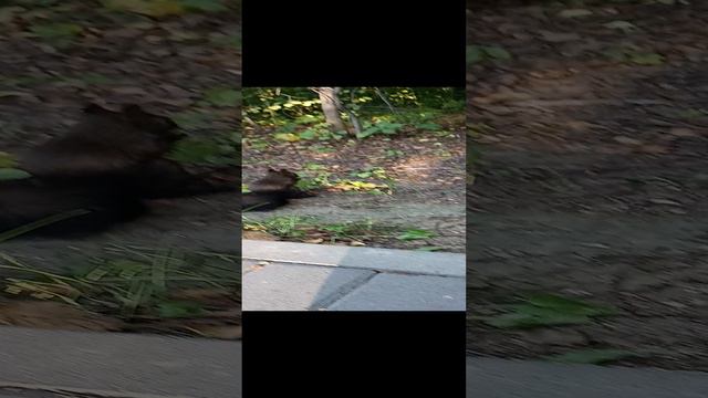 приехал в Первомайский парк смотреть онлайн