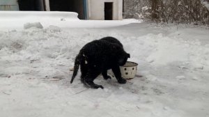Кормление щенков немецкой овчарки