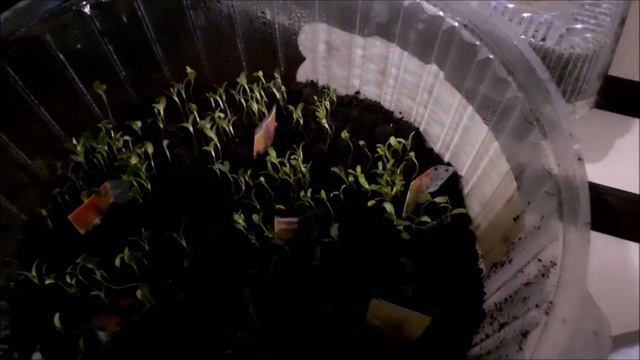 как вырастить альстромерию