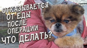 Спасение животных_ Бася вернулась в приют_ Релокация двух кошек