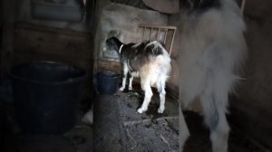 Удаление рогов у коз при помощи резинок.