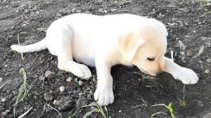 Щенок малыш Лабрадора - Симпатичная и забавная собака Молли